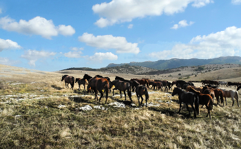 Кони - коняшки / Крым