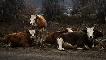Осенняя панорама с коровами / Коровы, лежащие на обочине дороги, осенним днем