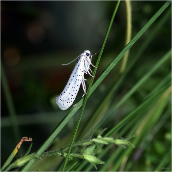 &nbsp; / Горностаевая черёмуховая моль (Yponomeuta evonymella)