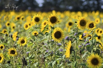 &nbsp; / Ein Sonnenblumenfeld