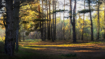 Октябрь в лесу / Солнечный вечер в лесу