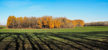 Осенние контрасты / осень, озимые