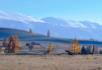 Алтай / Курайская степь.