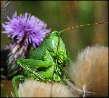 Не доверяя своим глазам. / Кузнечик зеленый - Tettigonta viridissima. Длинные усы позволяют кузнечикам исследовать окружающий мир. В данном случае усик исследует переднюю линзу объектива на предмет опасности.