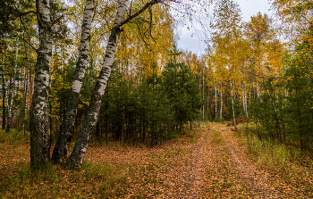 Осень в лесу / 15.10.2022 Дальний восток Московской области, Дрезна