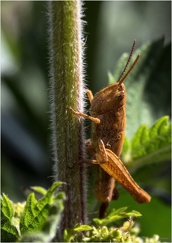 О, Нимфа! / Копьеноска рыжая (Gomphocerippus rufus nymph)