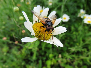Глазастая / муха-журчалка