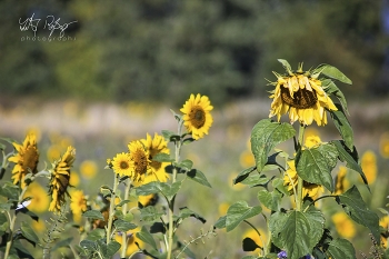  / Ein Sonnenblumenfeld