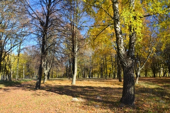 Осень в парке / Осень в этом году