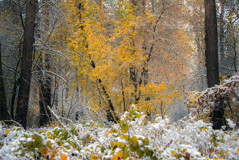 Клён / Клён среди сосен после снегопада
