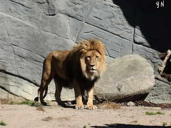 Лев / Зоопарк Хагенбека (нем. Tierpark Hagenbeck) основан в 1907 году Карлом Хагенбеком - учёным, коммерсантом, дрессировщиком и до сих пор принадлежит его семье. На 25 га для животных созданы природные условия их обитания.

Короткая видео-зарисовка о сусликах и пингвинах:

https://www.youtube.com/watch?v=WnAX2MIXXMs

Слайд-шоу &quot;Зоопарк Гамбурга&quot;:

https://www.youtube.com/watch?v=Ms1GfBntMoE

Парк дикой природы &quot;Чёрные горы&quot; (Wildpark Schwarze Berge)


https://www.youtube.com/watch?v=iTrPFuCO4Jw&amp;t=7s

Слайд-шоу &quot;Вересковая долина&quot;:

https://www.youtube.com/watch?v=DMM68wkJe-g

Слайд-шоу &quot;Птицы&quot;

https://www.youtube.com/watch?v=b5vziYLabQ4&amp;t=14s

Слайд-шоу &quot;Лебеди&quot;

https://www.youtube.com/watch?v=CAeNjlhBcFc&amp;t=10s