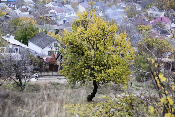 Абрикос осенью / Жёлтый лист