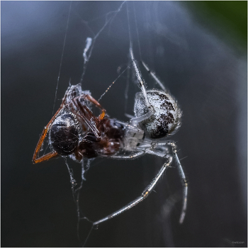 Охота на охотника / Крестовик-кругопряд (Araneus)