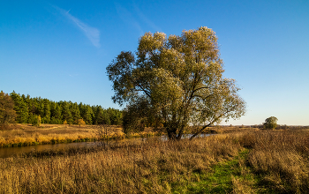 Середина октября 2022 # 03 / 16.10.2022 Дальний восток Московской области, Дрезна
