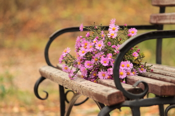 Цветы запоздалые / ***