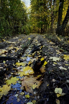 Лесная дорога / Прогулка осенью по лесополосе