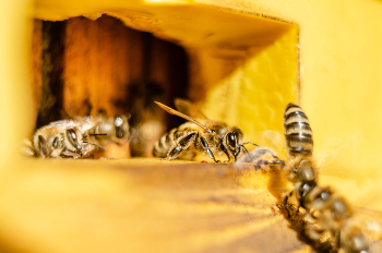 пчёлы / Пчела принадлежит к надсемейству жалящих летающих насекомых Apoidea. Ближе всего она к осам и муравьям. Во всем мире существует приблизительно 21 000 видов и 520 родов пчел.