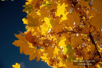 Золото / Небо! Листья! Осень!!! #слоним #жёлтый #федотов #осень #площадь #пушкина #фотослоним #путешествиябеларусь #slonim #sky #парк #travel #канал