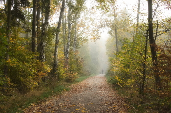 Дорога в осень / Лес набирает осенние краски.Пейзаж туманного утра.