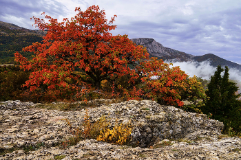 Осенняя / Крым, Парагельмен