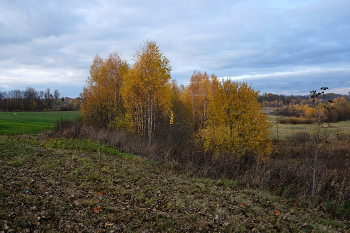 Жёлтые берёзы / Березы в поле возле пос. Мишково на окраине Витебска.