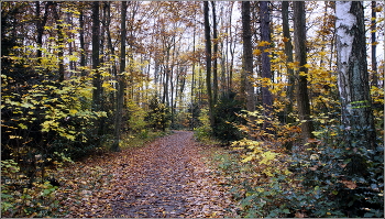Осенний покой в лесу. / Гулять в осеннем лесу очень люблю,получая удовольствие от тишины,запахов и разнообразия цветов осенней поры..
г.Бад Хомбург.