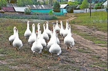 ПО ДЕРЕВНЕ С ПЕСНЕЙ ... / село , гуси