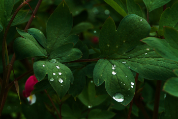 Капли-стразы / Листья после дождя