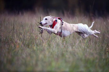 бреющий полет / охота на механического зайца (курсинг/ hare coursing) в кадре - левретка (малая итальянская борзая), Italian Greyhound