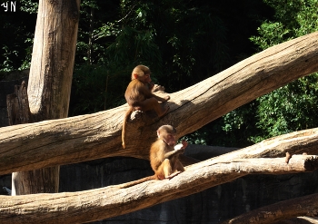 Малыши :) / Зоопарк Хагенбека (нем. Tierpark Hagenbeck) основан в 1907 году Карлом Хагенбеком - учёным, коммерсантом, дрессировщиком и до сих пор принадлежит его семье. На 25 га для животных созданы природные условия их обитания.

Короткая видео-зарисовка о сусликах и пингвинах:

https://www.youtube.com/watch?v=WnAX2MIXXMs

Слайд-шоу &quot;Зоопарк Гамбурга&quot;:

https://www.youtube.com/watch?v=Ms1GfBntMoE

Парк дикой природы &quot;Чёрные горы&quot; (Wildpark Schwarze Berge)


https://www.youtube.com/watch?v=iTrPFuCO4Jw&amp;t=7s

Слайд-шоу &quot;Вересковая долина&quot;:

https://www.youtube.com/watch?v=DMM68wkJe-g

Слайд-шоу &quot;Птицы&quot;

https://www.youtube.com/watch?v=b5vziYLabQ4&amp;t=14s

Слайд-шоу &quot;Лебеди&quot;

https://www.youtube.com/watch?v=CAeNjlhBcFc&amp;t=10s