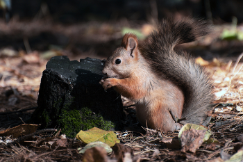 линька / к зиме