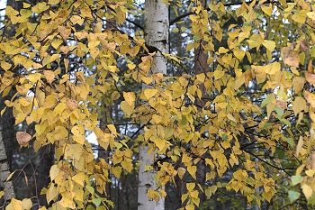 Осенний наряд берёзки. / &quot; &quot; &quot;