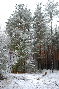 Зимняя краска ноября. / &quot; &quot; &quot;