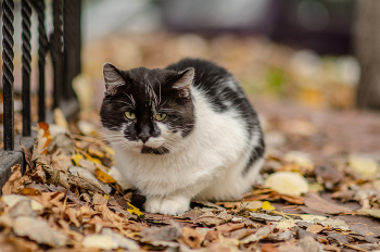 осенний котик / САмьянг 85 мм 1.4