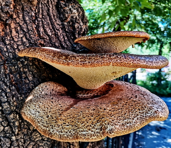 Древесный гриб / Древесный гриб
