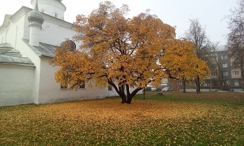 Золото осени / опадает листва ,красота)