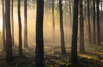 Утренний свет / утро в лесу
