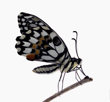Бабочка / Бабочка, вид сбоку