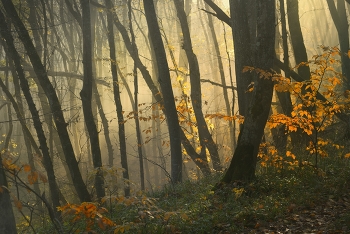 Утро осеннем лесу / Туман и солнце