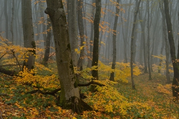Осенний наряд / Грабовый лес