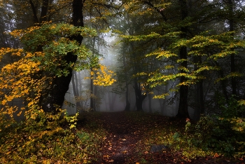 Осенний портал / Кабардино-Балкария, лесной массив &quot;Большая Кизиловка&quot;, пригород г. Нальчика