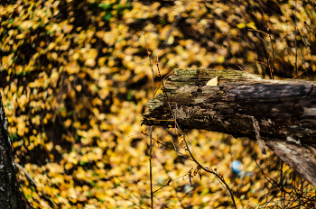 сухое сваленное дерево / Nikon D 7000 МС гелиос 77м4