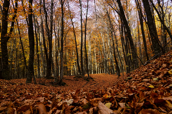 Осень в буковом лесу / Крым, слоны Чатыр-Дага