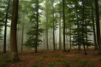 Зеленый сентябрь / Осеннее туманное утро в лесу.