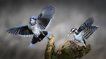Blue Jay vs. Hairy woodpecker (male) / Голубая сойка против волосатого дятла (самец)