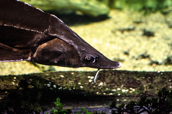 Семейство осетровых / Океанариум ВОронеж.Никон 35 мм