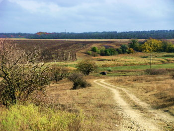 Осень / Осень, дорога,поля,кусты,деревья