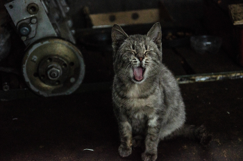 сейчас бы поспать,день был тяжелый / Nikon D 7000 + Nikon 18-105mm