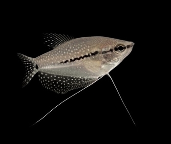 Рыбка тропическая / Рыбка гурами жемчужная на чёрном фоне