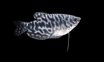 Животные на хромакее - рыбка / Тропическая рыбка на чёрном фоне
